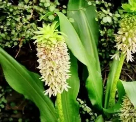 Eucomis bicolor Pineapple Lily 